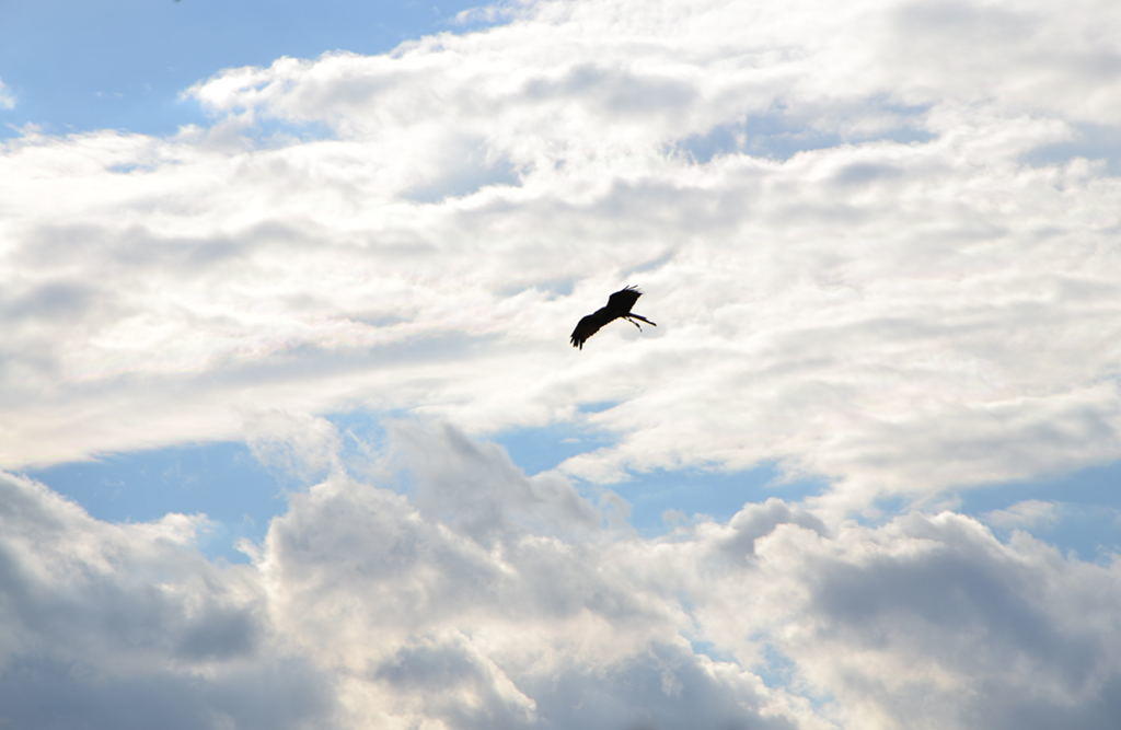 Belegschaft und Familie trauern um Seniorchefin Christl Kachelmann. Zu sehen ist ein bewölkter Himmel mit einzelnen Sonnenstrahlen, die durch die Wolken scheinen. Ein Vogel fliegt am Himmel. KACHELMANN GETRIEBE GmbH